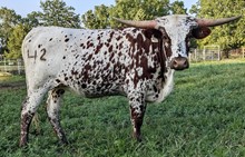 LM MISS DALLAS SISSIE