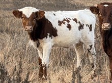 MM x Lucky Charm steer