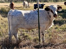 LM DANICA’S BEAUTIFUL DAY