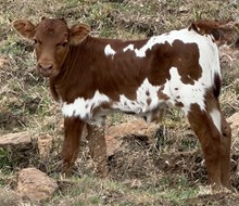 MARLBORO MAN X PACIFIC CRACKER bull