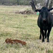 LM Lady on the Corner 6499