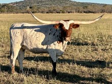 LM TRES ESTRELLA 100