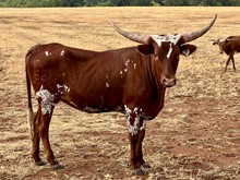 LM TARI'S PONCHO