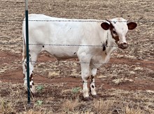 HYDRO x TOUCHDOWN TARI bull 