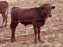 HYDRO x TCC DANI bull