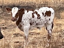 100 x MISS KENDALL calf