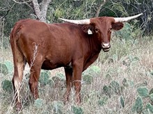 LM TEXANA'S REFLECTION