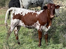 LM CENTURY'S IMAGE