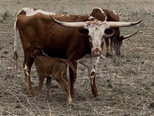 TUCO LM X DIAMOND LIL bull