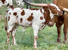 100 x MISS KENDALL calf