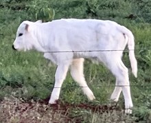 TUCO X CHEETAH steer