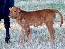 LM LADY MELISSA 6499