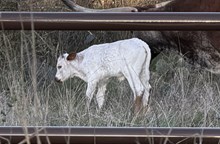 TUCO X HILL COUNTRY RAIN