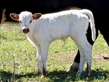 HEADS UP x 3S DANICA  6249