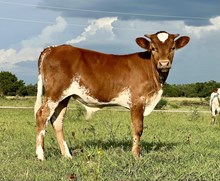 DAUNTLESS SNIPER 100