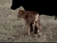 Phenomenon x Unica Hermosa