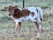 HEADS UP X 3S DANICA 6890