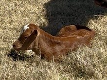 Phenomenon x Tari’s TD