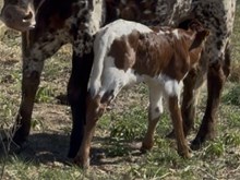 Tuco x Fences Bull calf