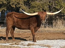 DCT HYDRO'S RED ANNIE