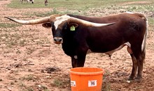 TCC 027 FESTUS