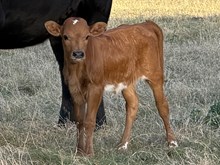 LM LADY MELISSA 6499