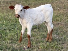 TUCO X HILL COUNTRY RAIN