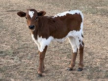Tuco x Fences Bull calf
