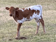 HEADS UP X 3S DANICA 6890