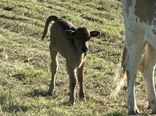 ICON X BRAZOS ROSE BELLE steer