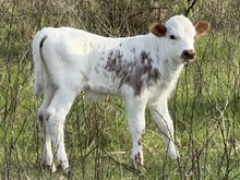 TUCO x LL LILLY bull