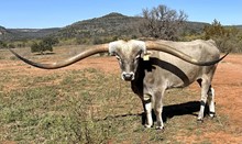 LM FIRECRACKER steer