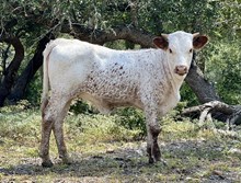 DAUNTLESS REMEDY 100