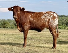 DAUNTLESS SASHAY 100