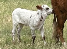 Tari’s Icon steer