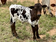 IRON DRAG X JAZZIE LEE steer