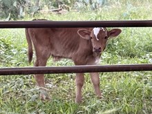 SMOOSH steer