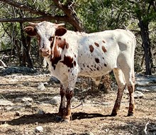 DAUNTLESS RENOVATION 100