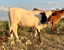 DAUNTLESS DESIGN 100