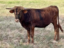 EDGE x ELIZA steer
