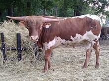 MARLBORO MAN LM