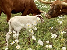 HYDRO x TOUCHDOWN TARI bull 