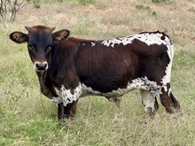 TUCO x FENCES steer