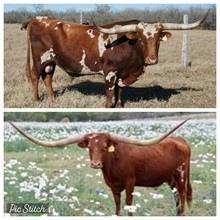 JULIO VIXEN ECR x TCC DANI heifer