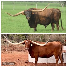 CORNERSTONE ECR x GOLD DIGGER