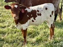 LM BUCKING ROSE