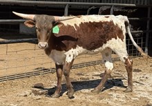 GLR SMOKIN' ROYAL GAL