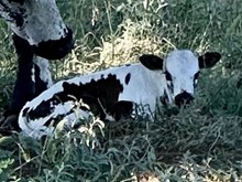MM x Shadow Play steer
