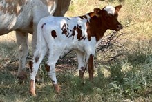 MM x Lucky Charm steer