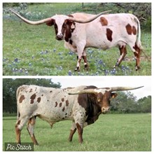 Tejas Star x Lady’s Touch